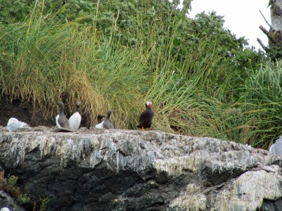 A puffin (of which variety I can't remember) and several common murres