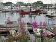 Fishing boats and fireweed in Sitka