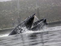 Humpback whale bubble feeding