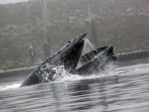 Humpback whale bubble feeding