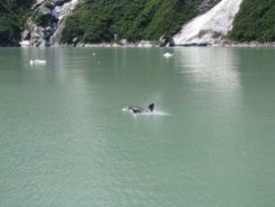 A transient Orca, named Capt. Hook because of his fin.