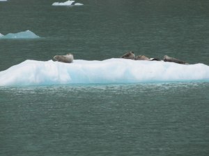 Seals and pups on an ice floe