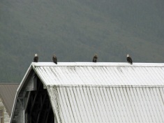 Eagles on the roof of the cannery