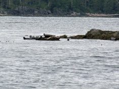 And even saw some seals.